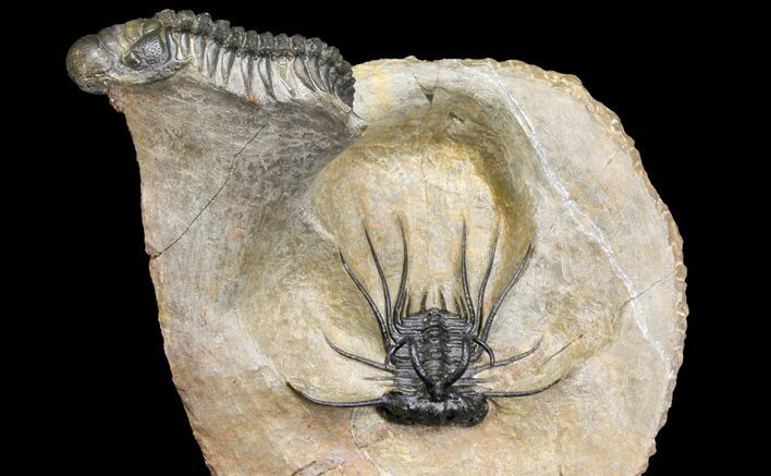 Spiny Dicranurus Trilobite With Crotalocephalina #154305